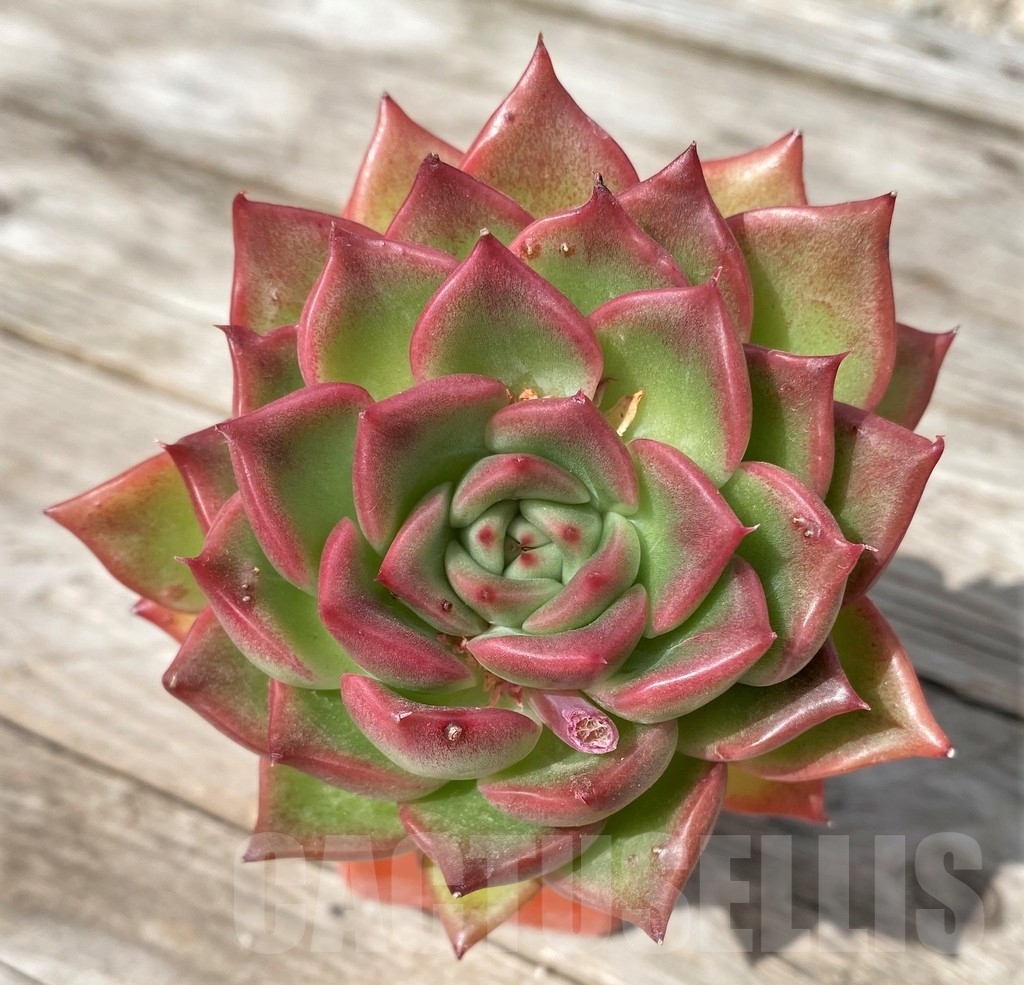 SHPR23058 Echeveria ‘Floreana’ - Image 2
