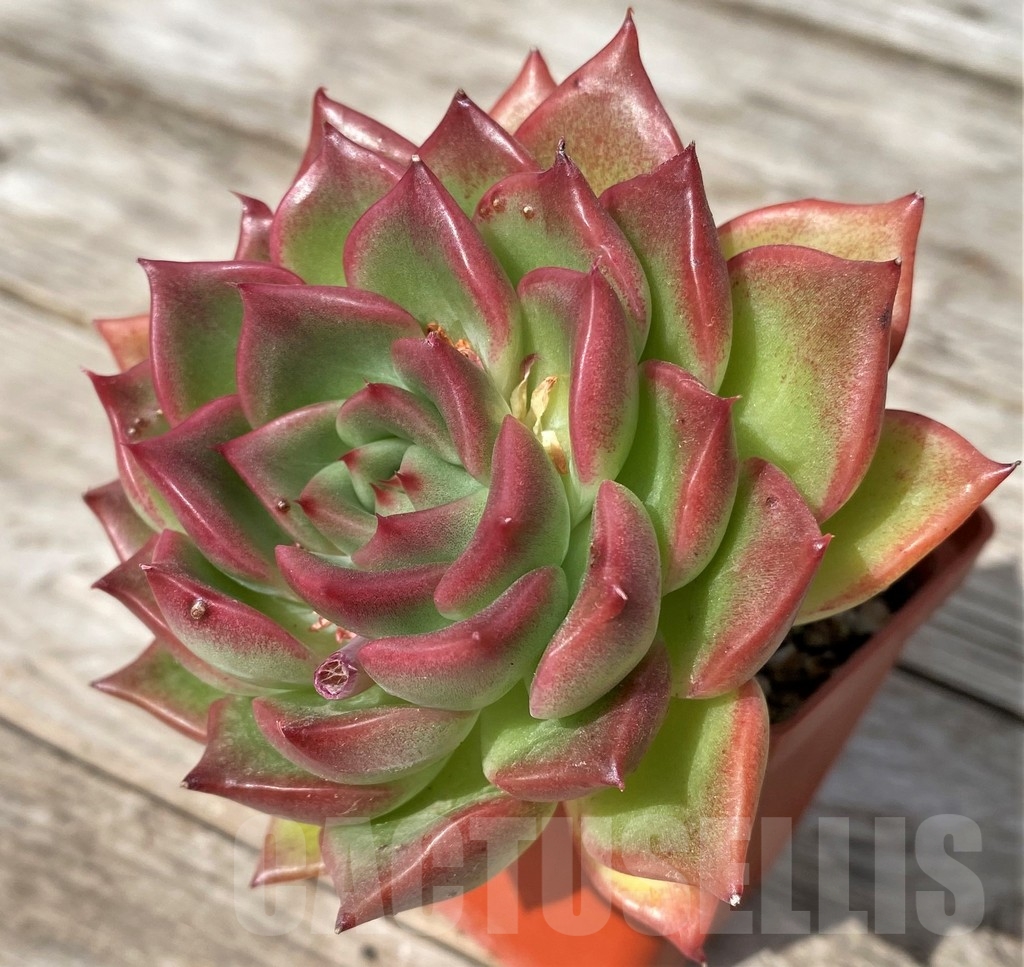 SHPR23058 Echeveria ‘Floreana’