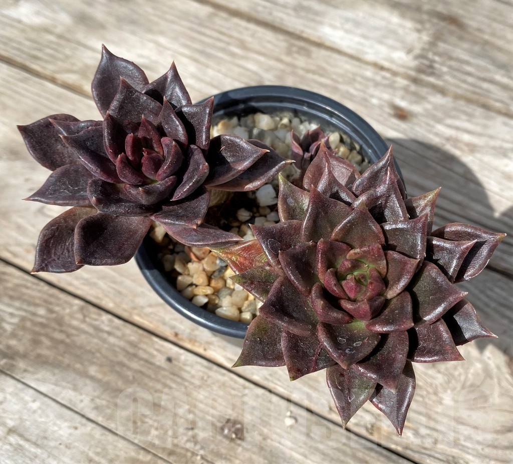 SHPR23059 Echeveria 'Black Prince' - Image 2