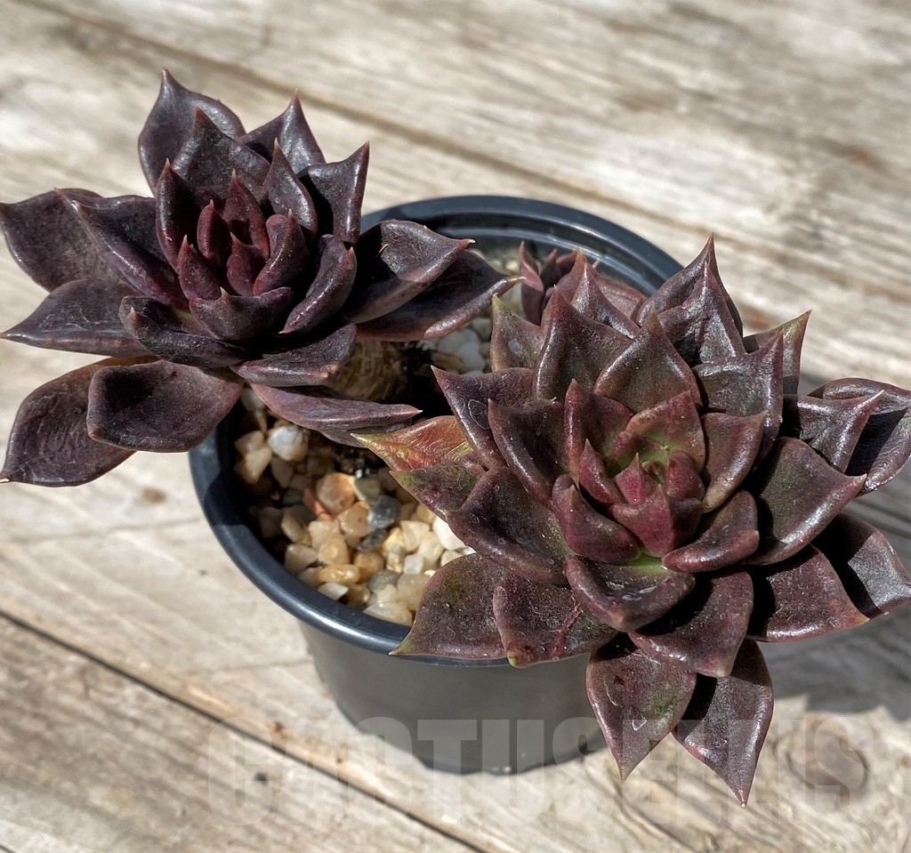 SHPR23059 Echeveria 'Black Prince'