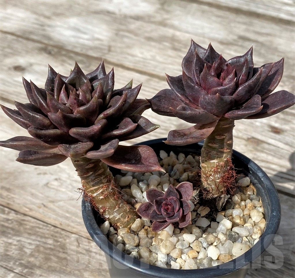 SHPR23059 Echeveria 'Black Prince' - Image 3