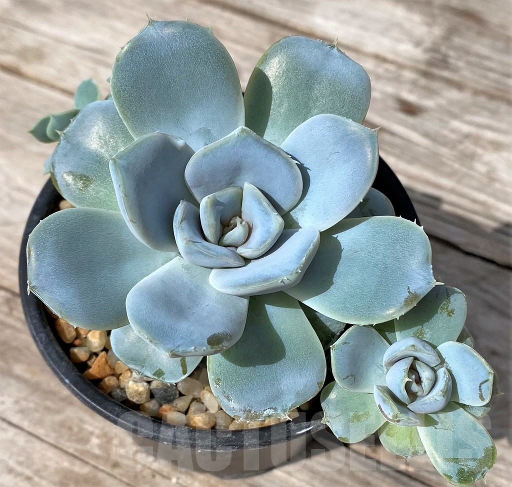 SHPR23060 Echeveria 'Snow Bunny'