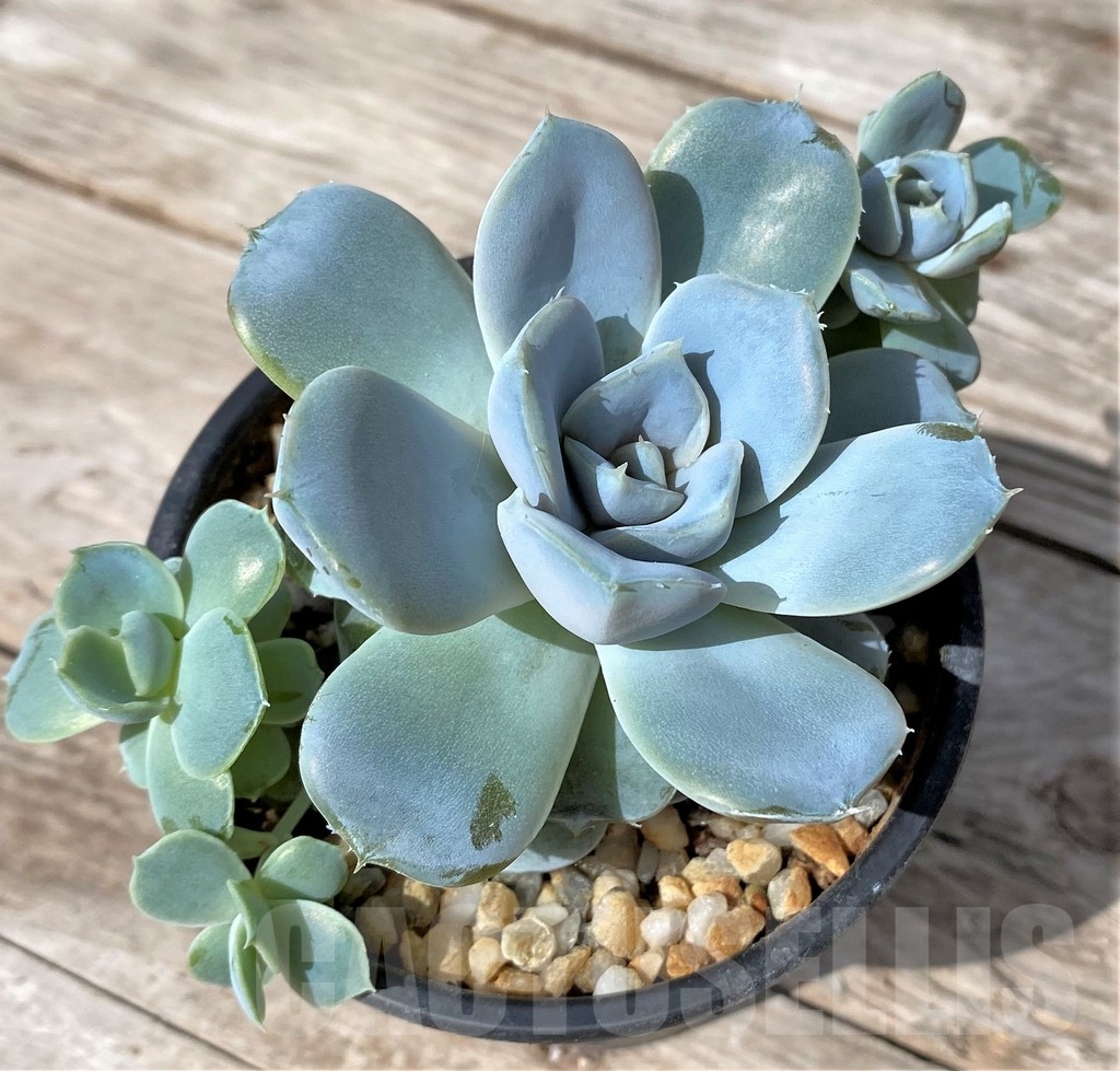 SHPR23060 Echeveria 'Snow Bunny' - Image 2