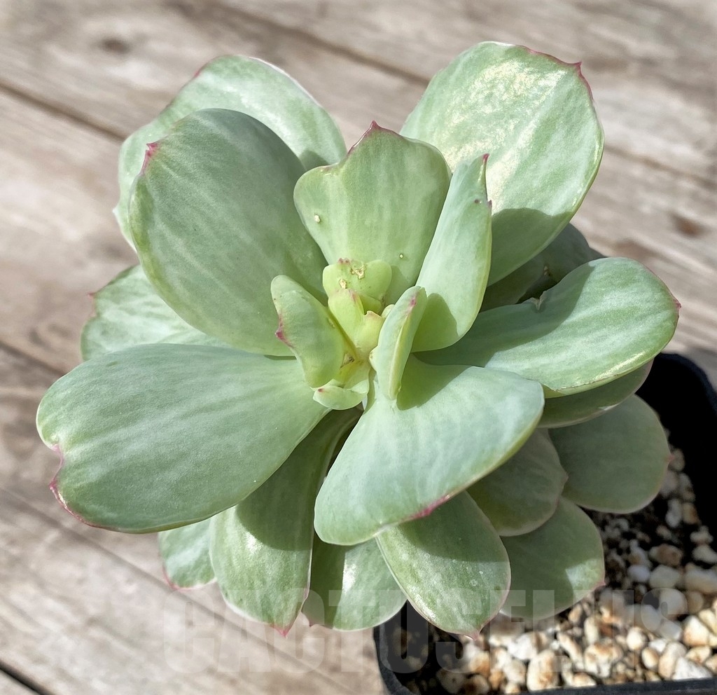 SHPR23062Echeveria 'Peach pride' f. variegata