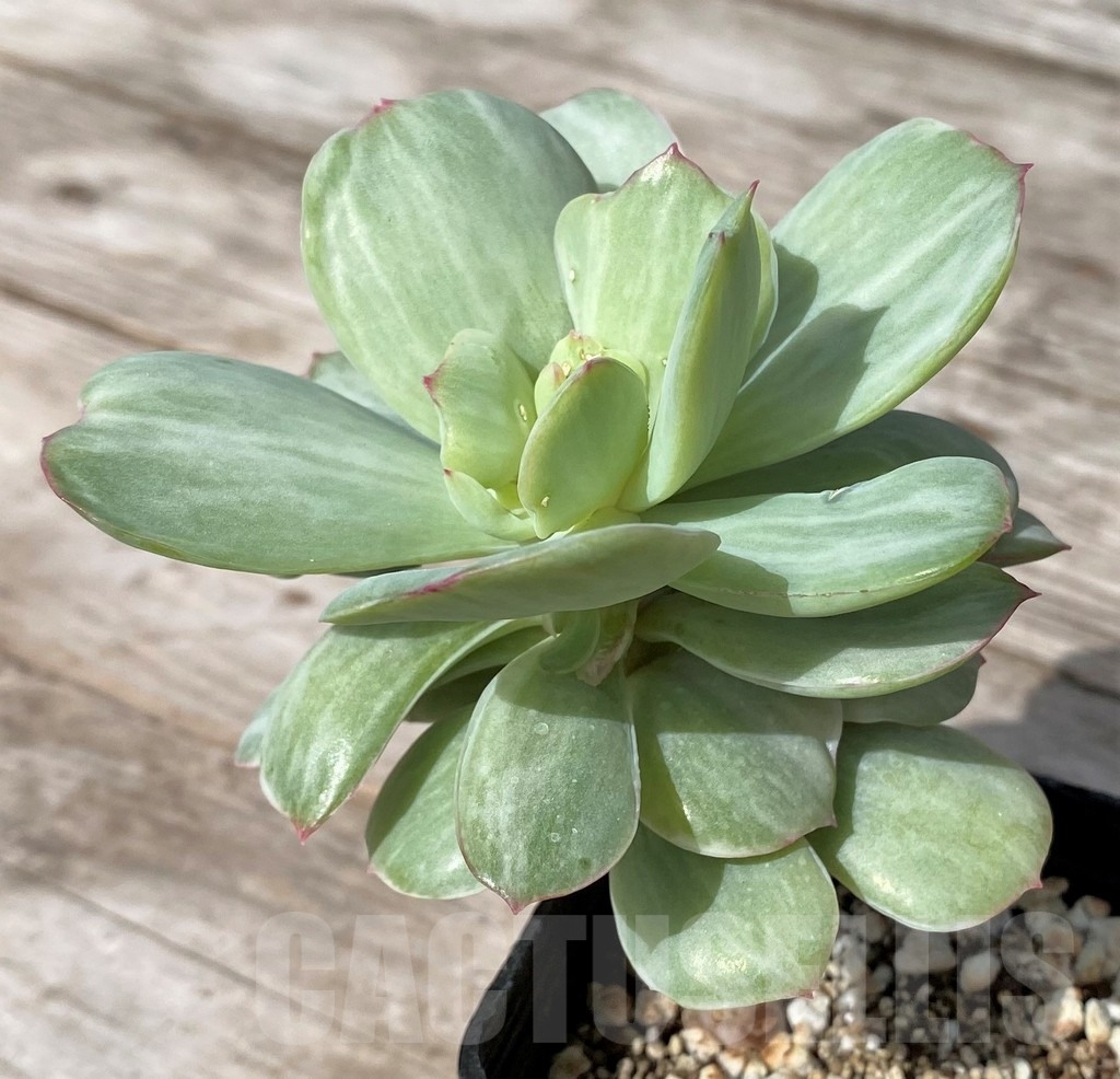 SHPR23062Echeveria 'Peach pride' f. variegata - Image 2