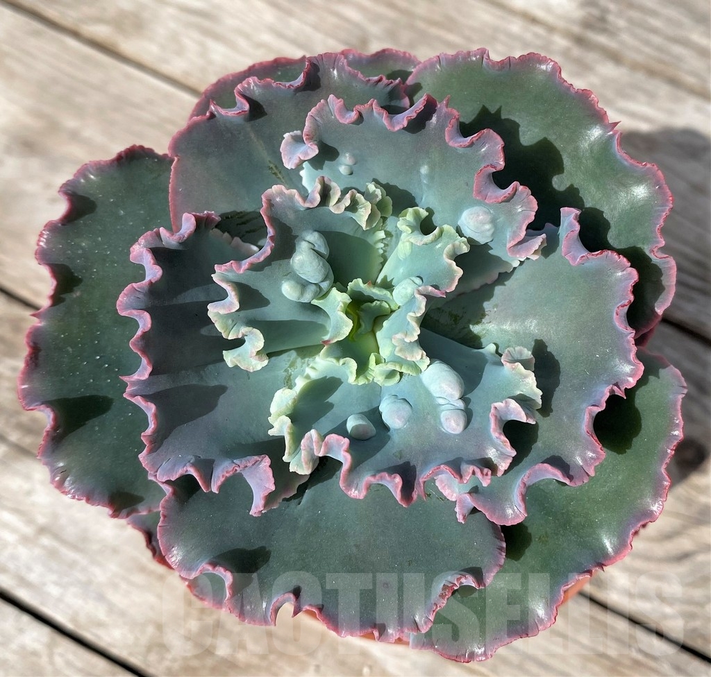 SHPR23063 Echeveria ‘Etna’ - Image 2