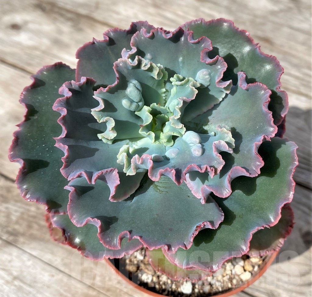 SHPR23063 Echeveria ‘Etna’