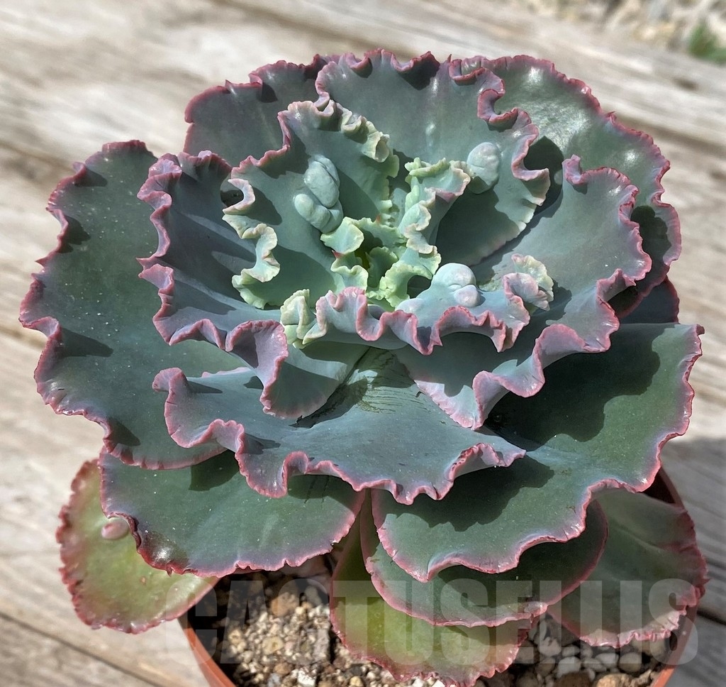 SHPR23063 Echeveria ‘Etna’ - Image 3
