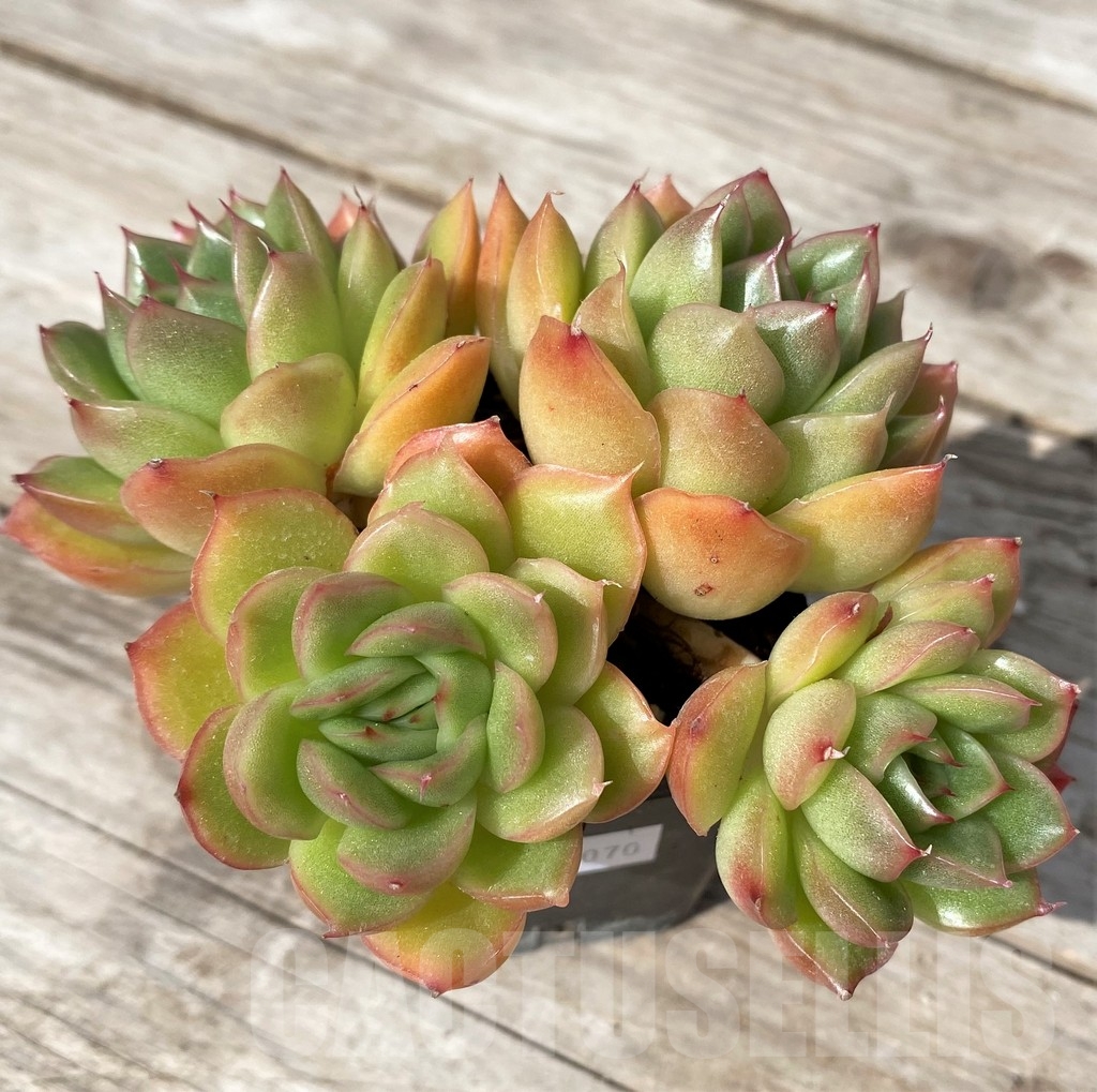 SHPR23070 Echeveria hybrid - immagine 2