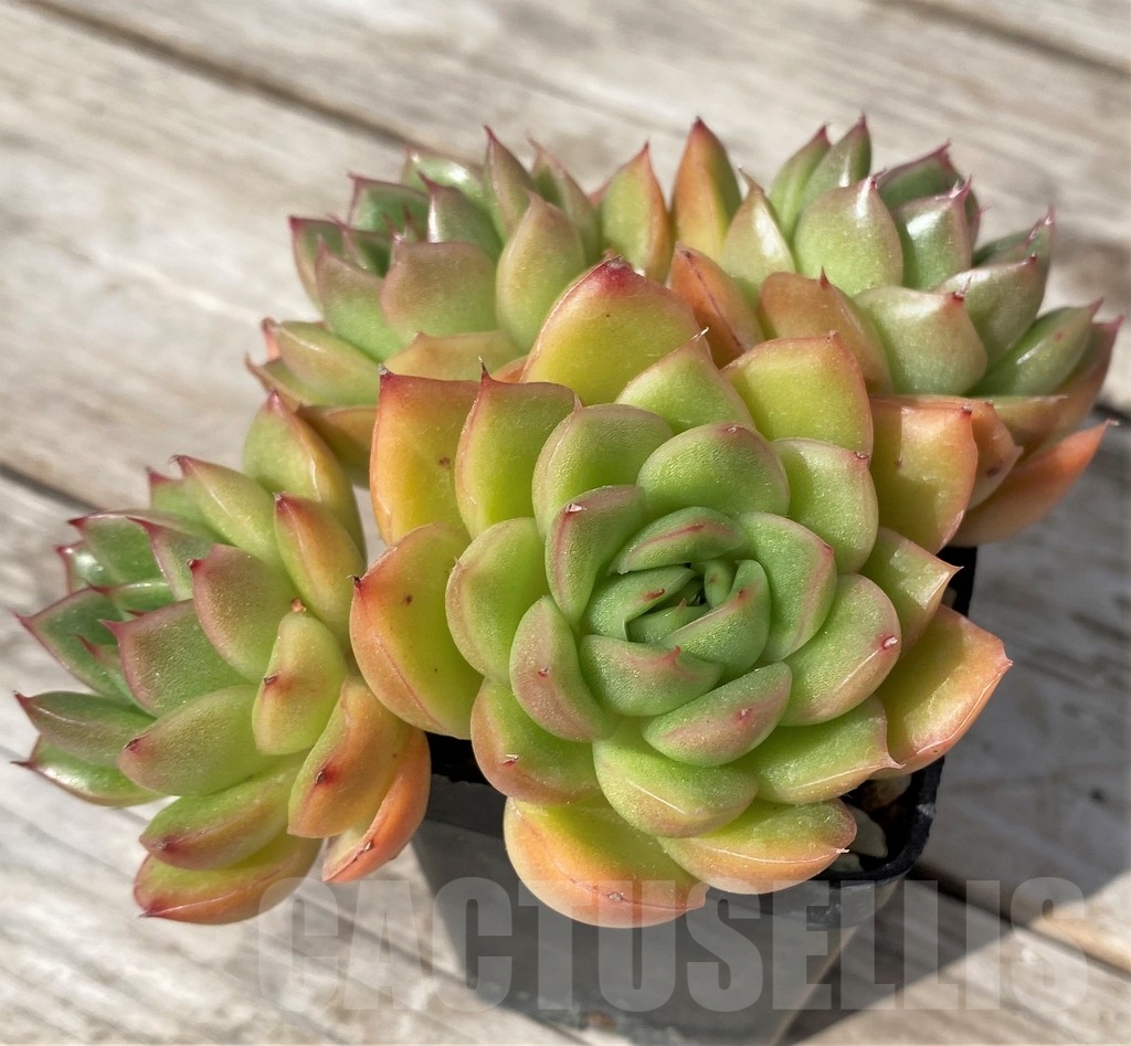 SHPR23070 Echeveria hybrid