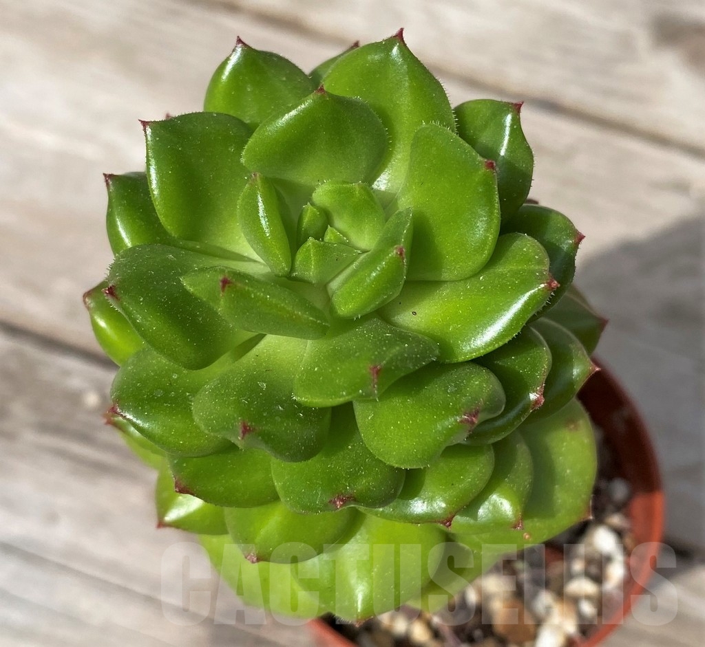 SHPR23077 Echeveria ‘Red lantern’