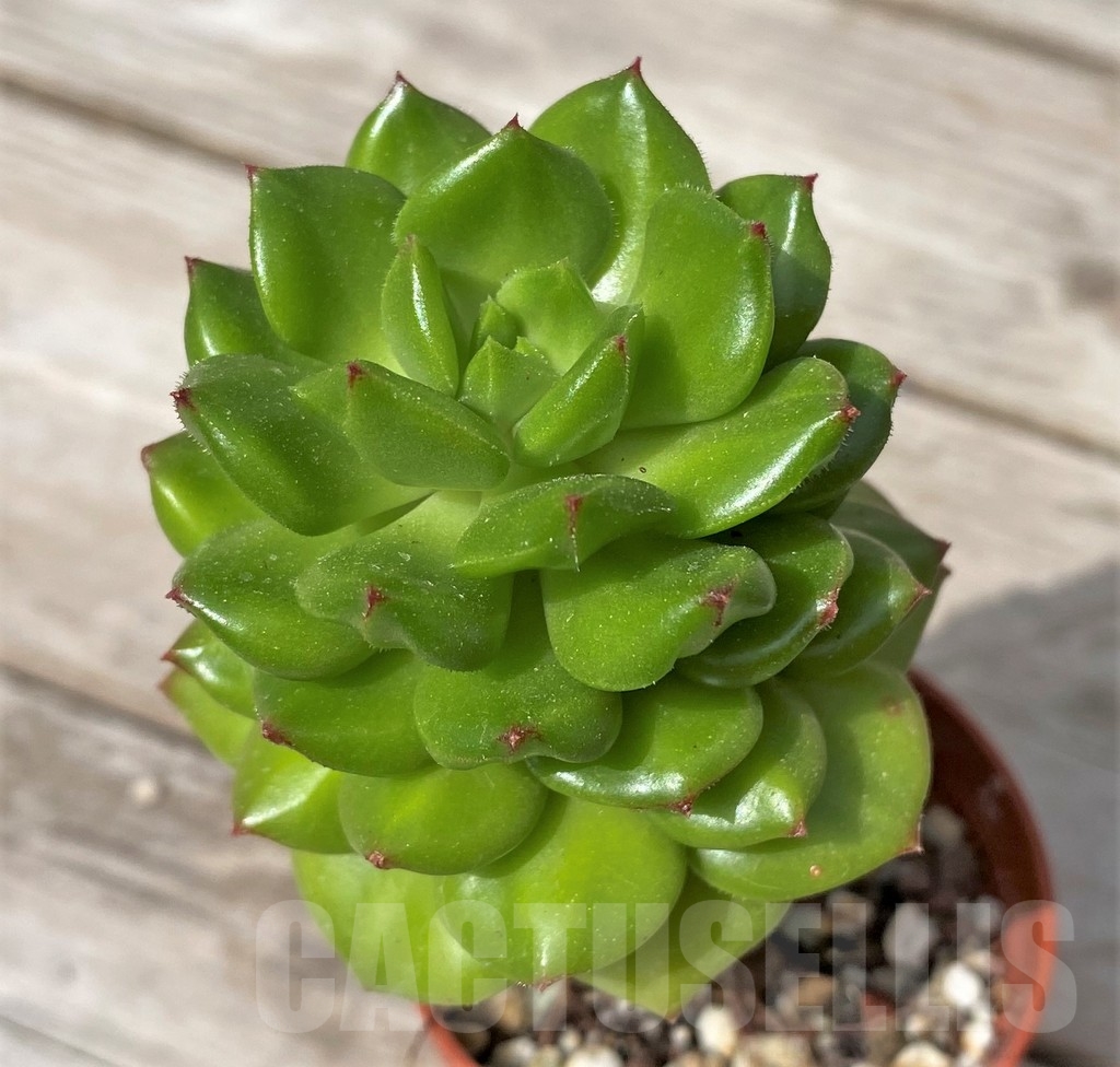 SHPR23077 Echeveria ‘Red lantern’ - Image 2
