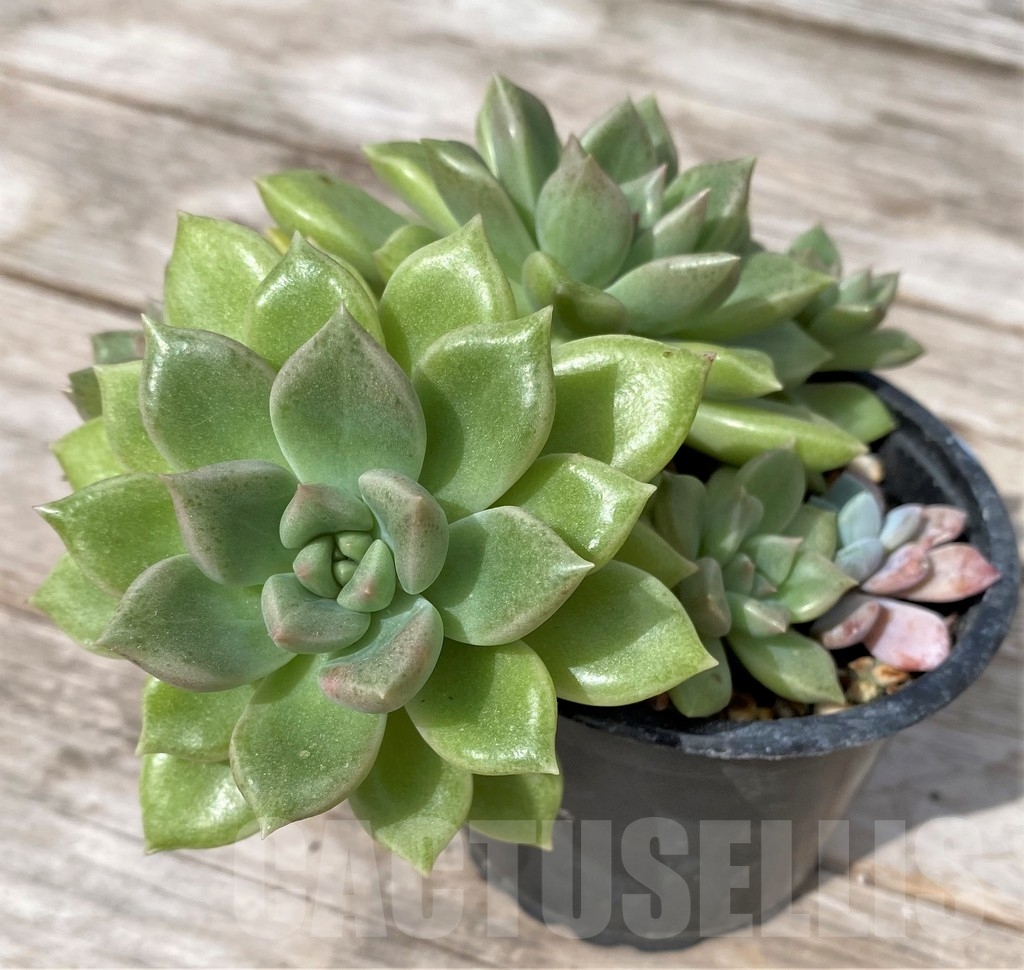 SHPR23078 Echeveria sp.