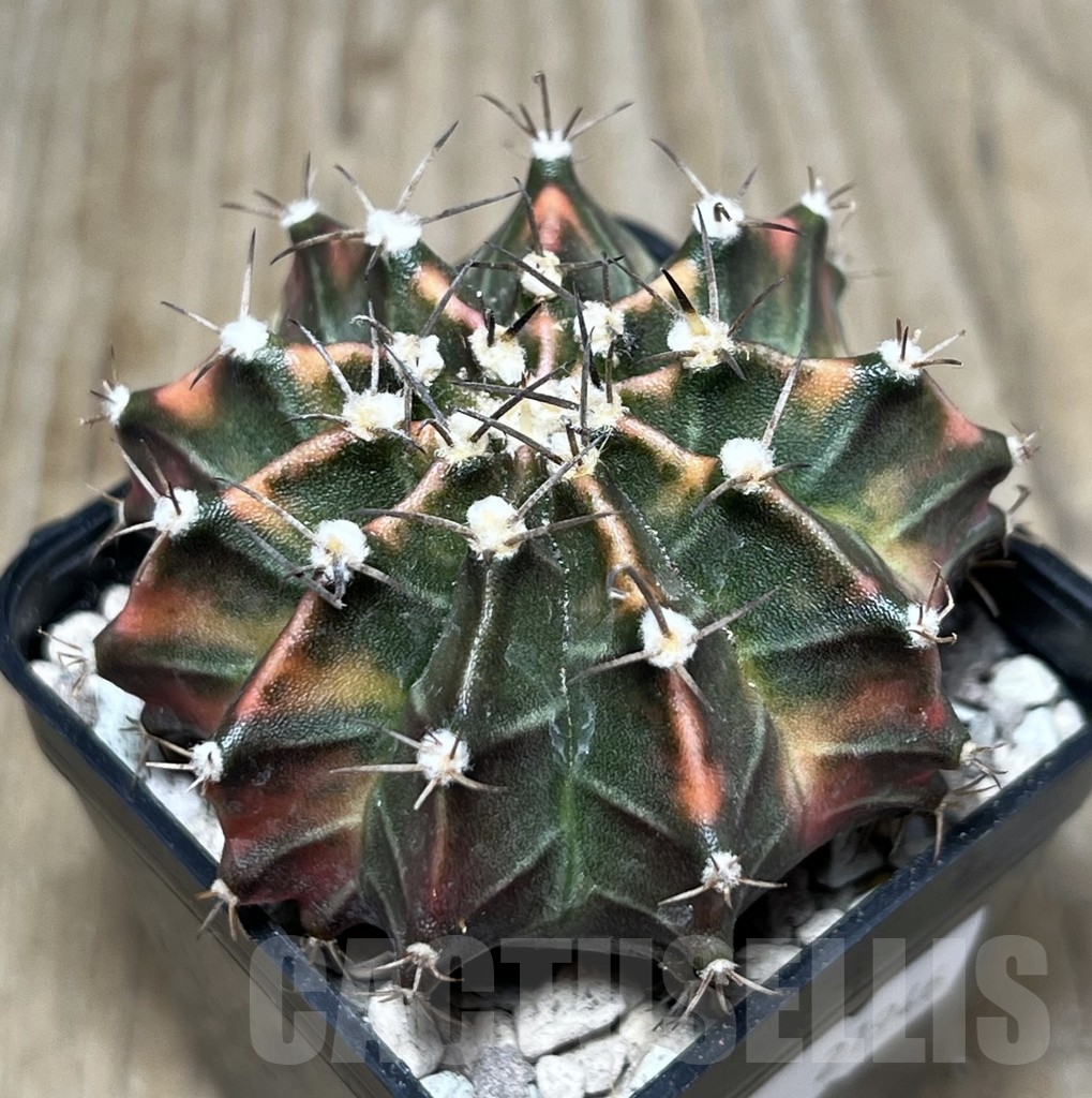 SHPR21946 Gymnocalycium friedrichii f. variegata, seedling