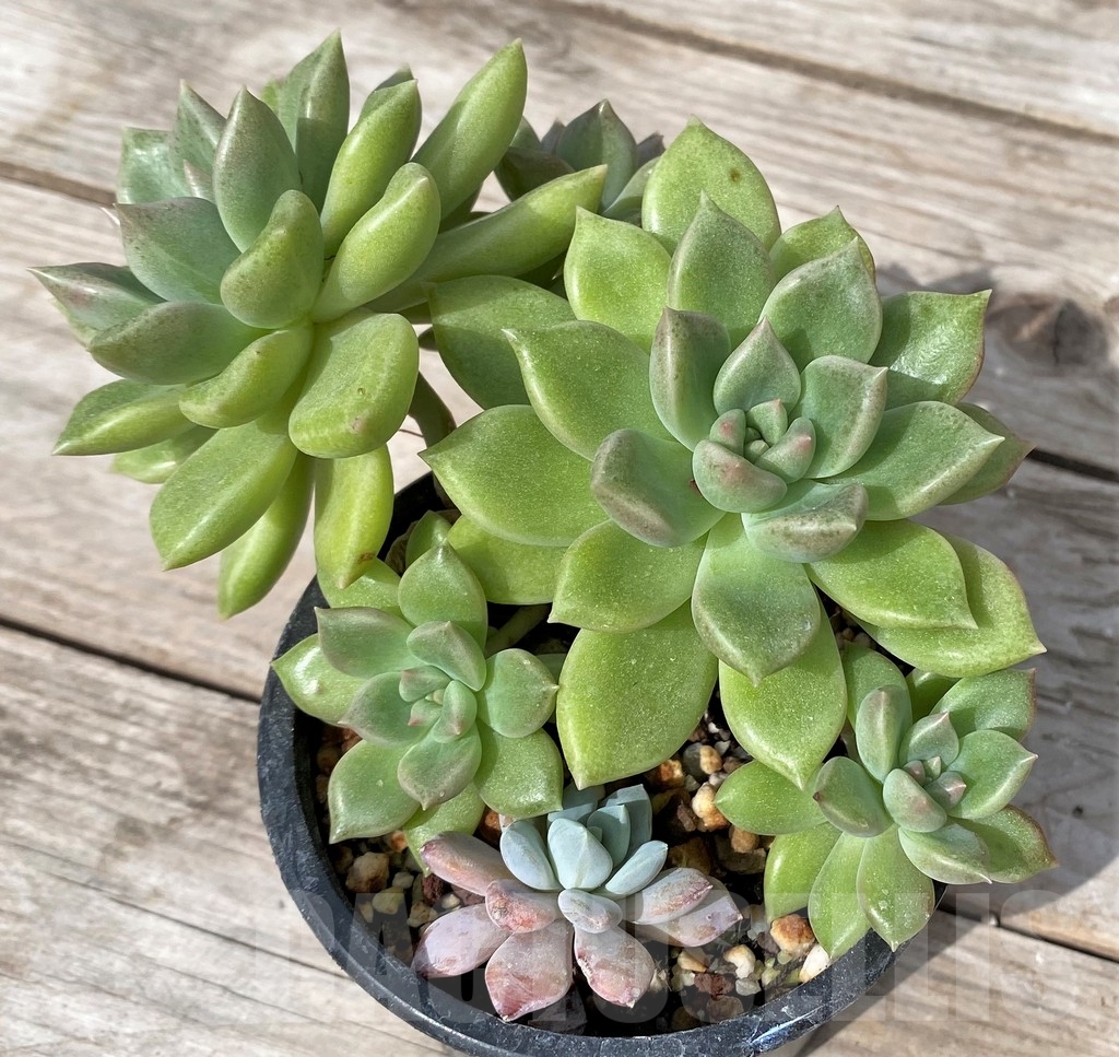 SHPR23078 Echeveria sp. - Image 2