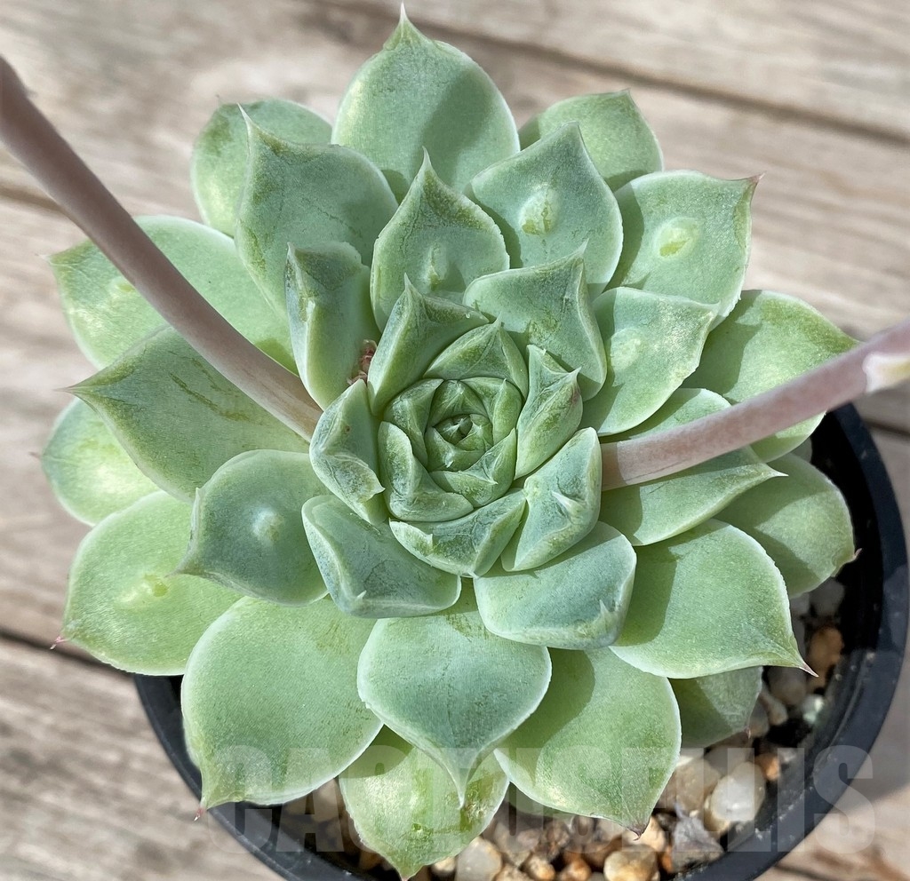 SHPR23079 Echeveria 'Mexico Tears' with bumps - Image 2