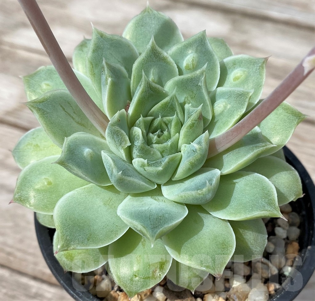 SHPR23079 Echeveria 'Mexico Tears' with bumps