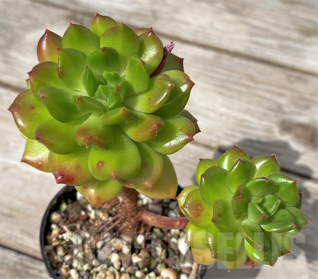 SHPR23080 Echeveria ‘Red lantern’