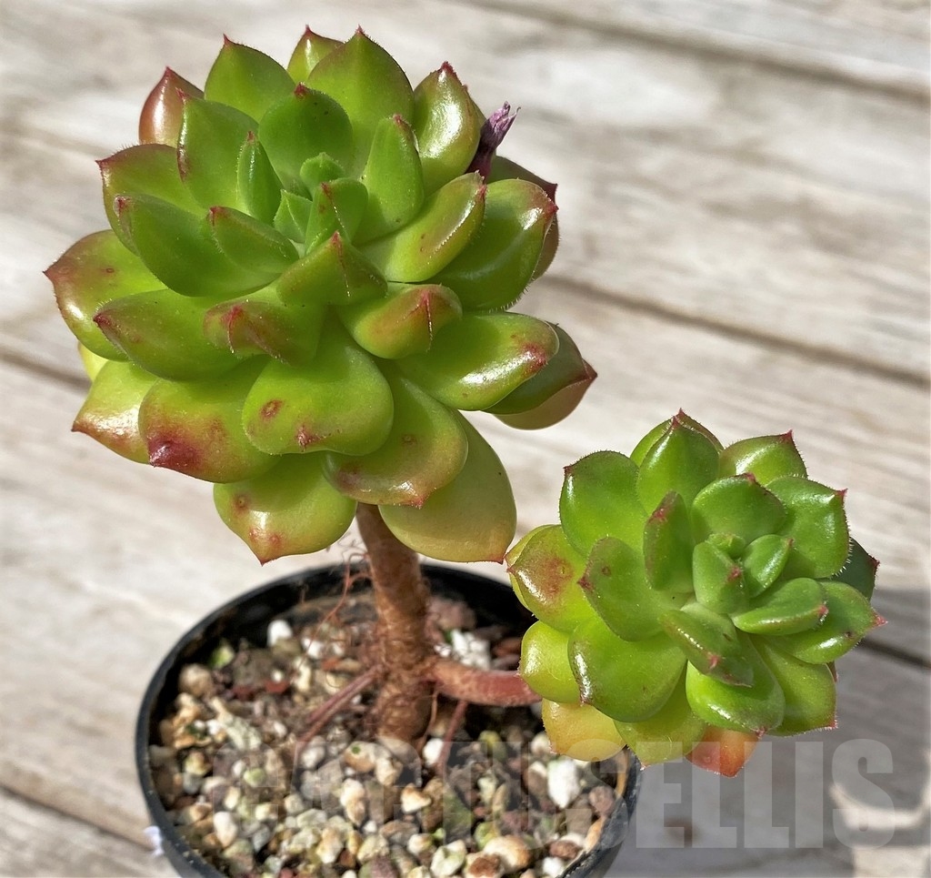 SHPR23080 Echeveria ‘Red lantern’ - Image 2