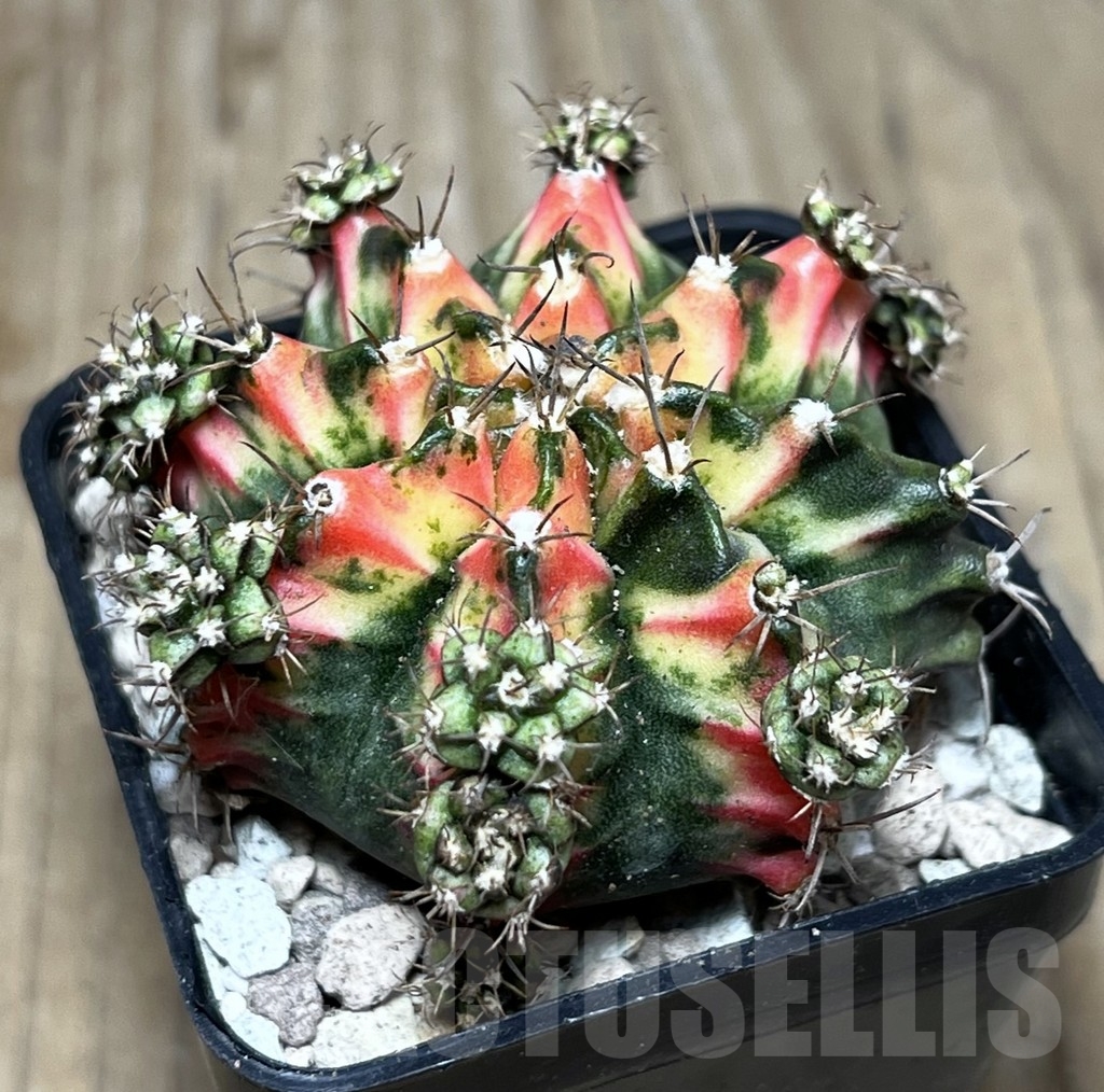 SHPR21948 Gymnocalycium mihanovichii ‘Multicolor’