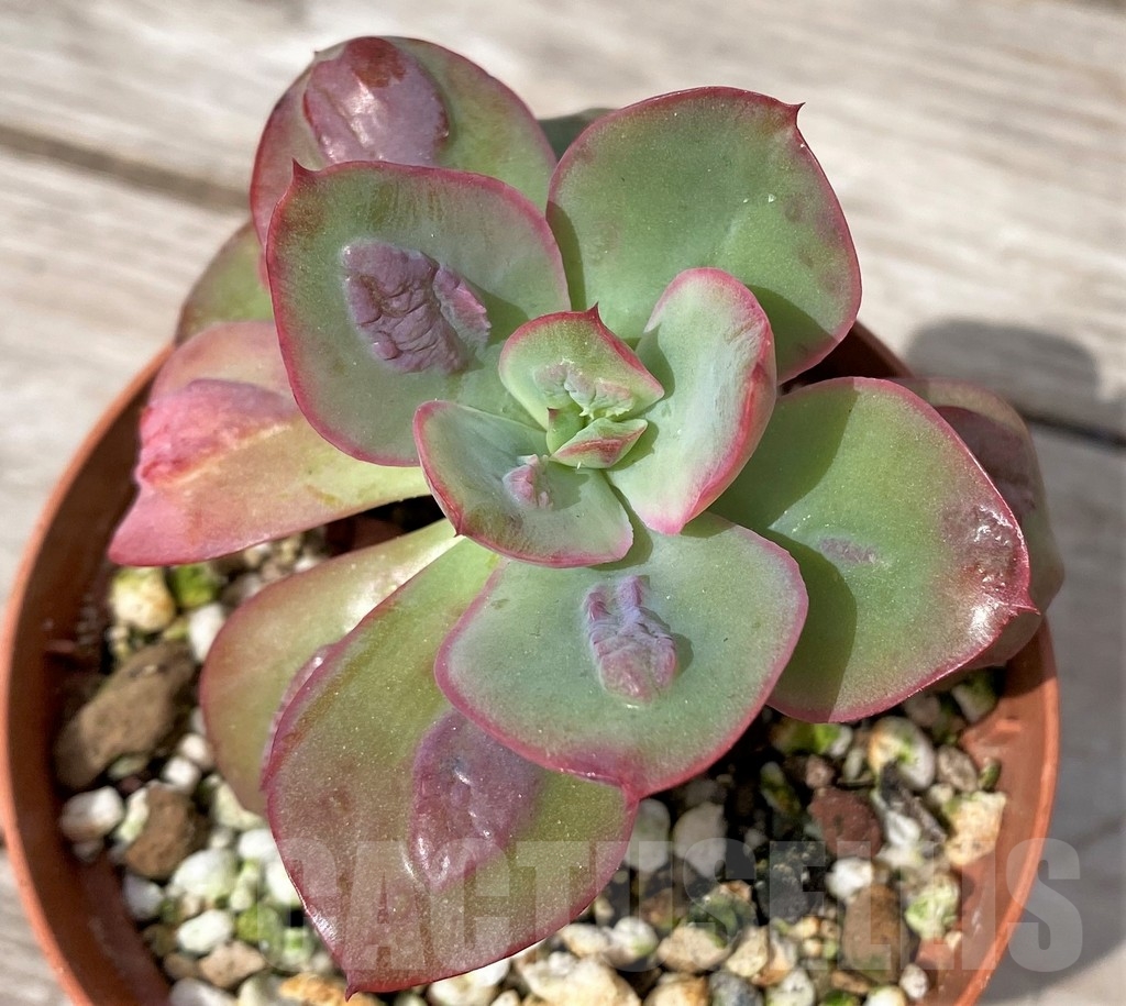 SHPR23081 Echeveria 'Baron Bold'