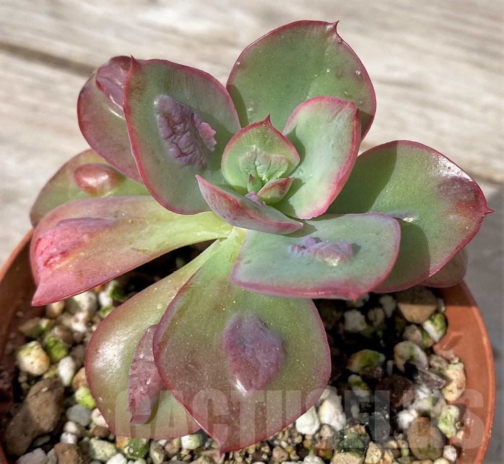 SHPR23081 Echeveria 'Baron Bold' - Image 2