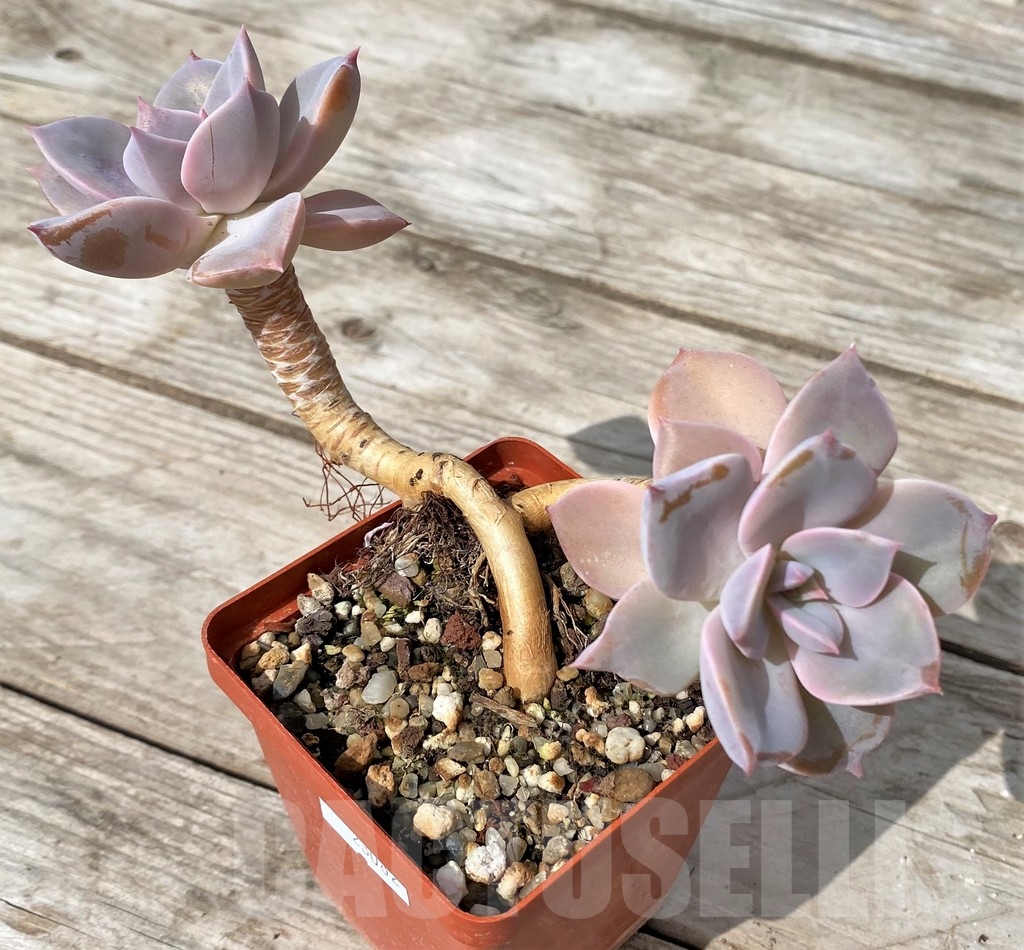 SHPR23082 Graptoveria 'Debbi' - Зображення 4