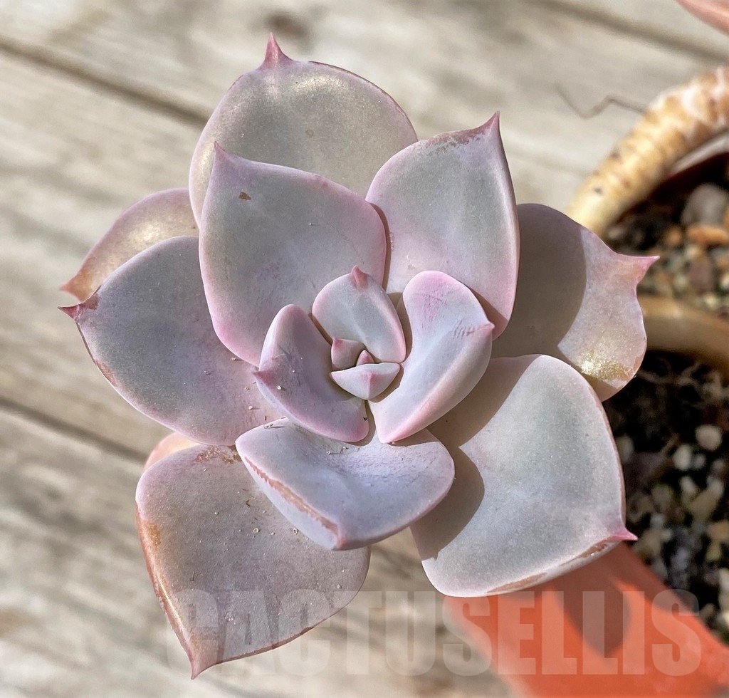 SHPR23082 Graptoveria 'Debbi'