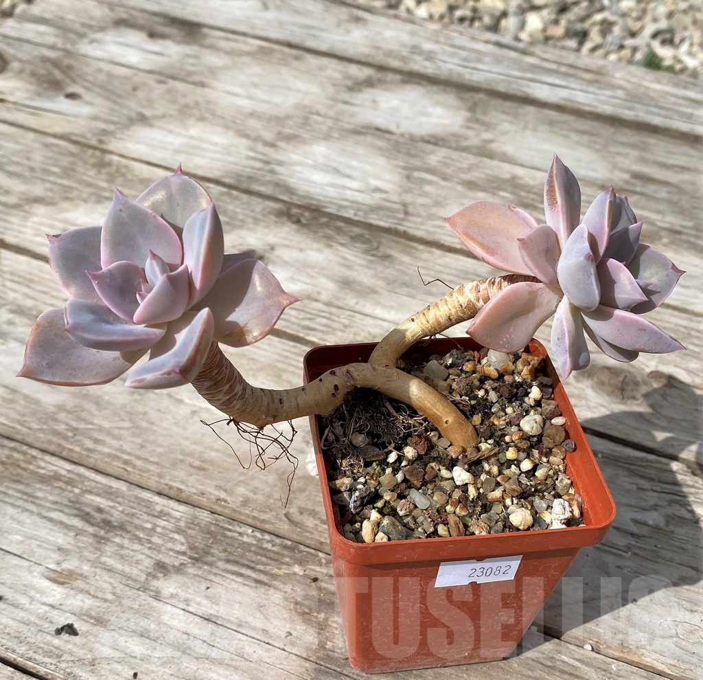 SHPR23082 Graptoveria 'Debbi' - Зображення 2