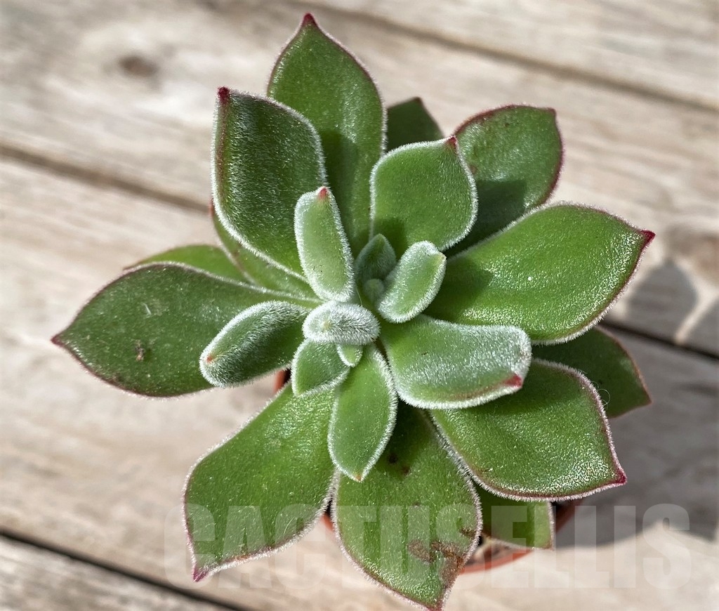SHPR23083 Echeveria pulvinata 'Ruby'