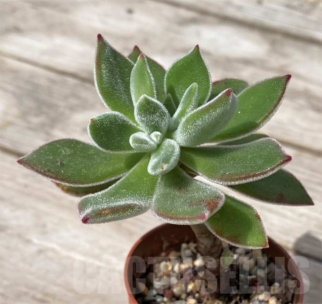SHPR23083 Echeveria pulvinata 'Ruby' – Image 2