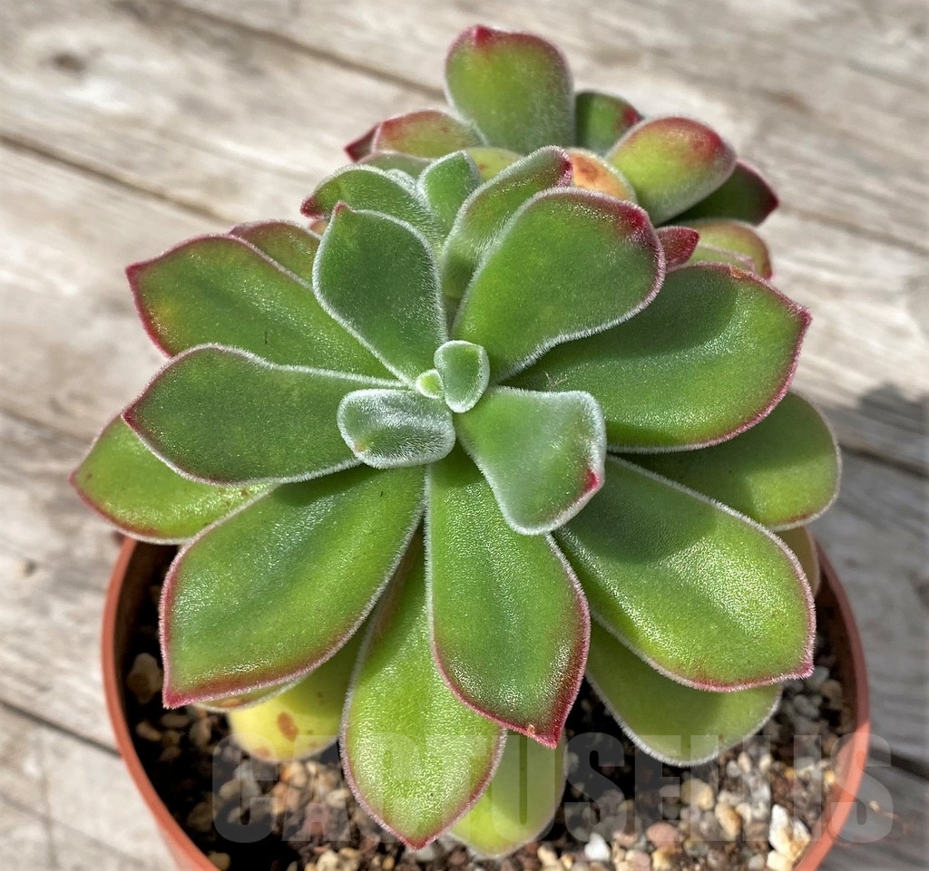 SHPR23084 Echeveria pulvinata 'Ruby' – Image 2
