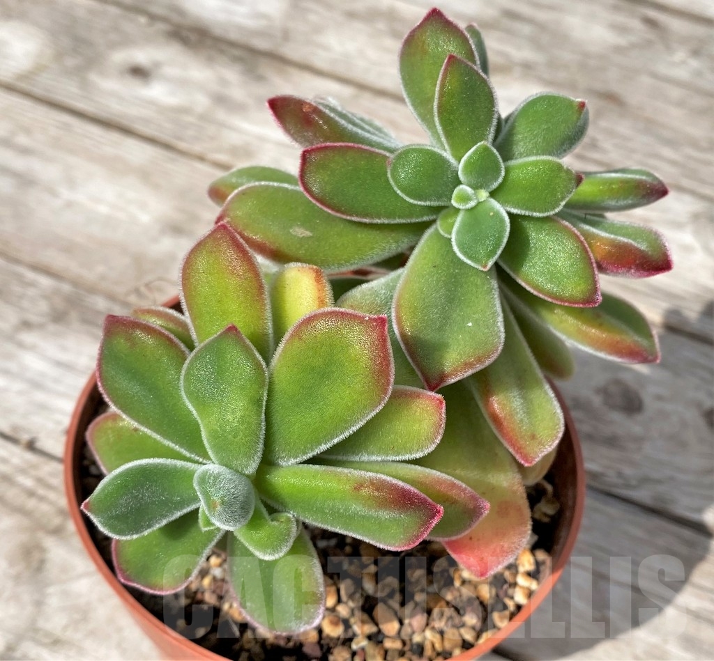 SHPR23084 Echeveria pulvinata 'Ruby'