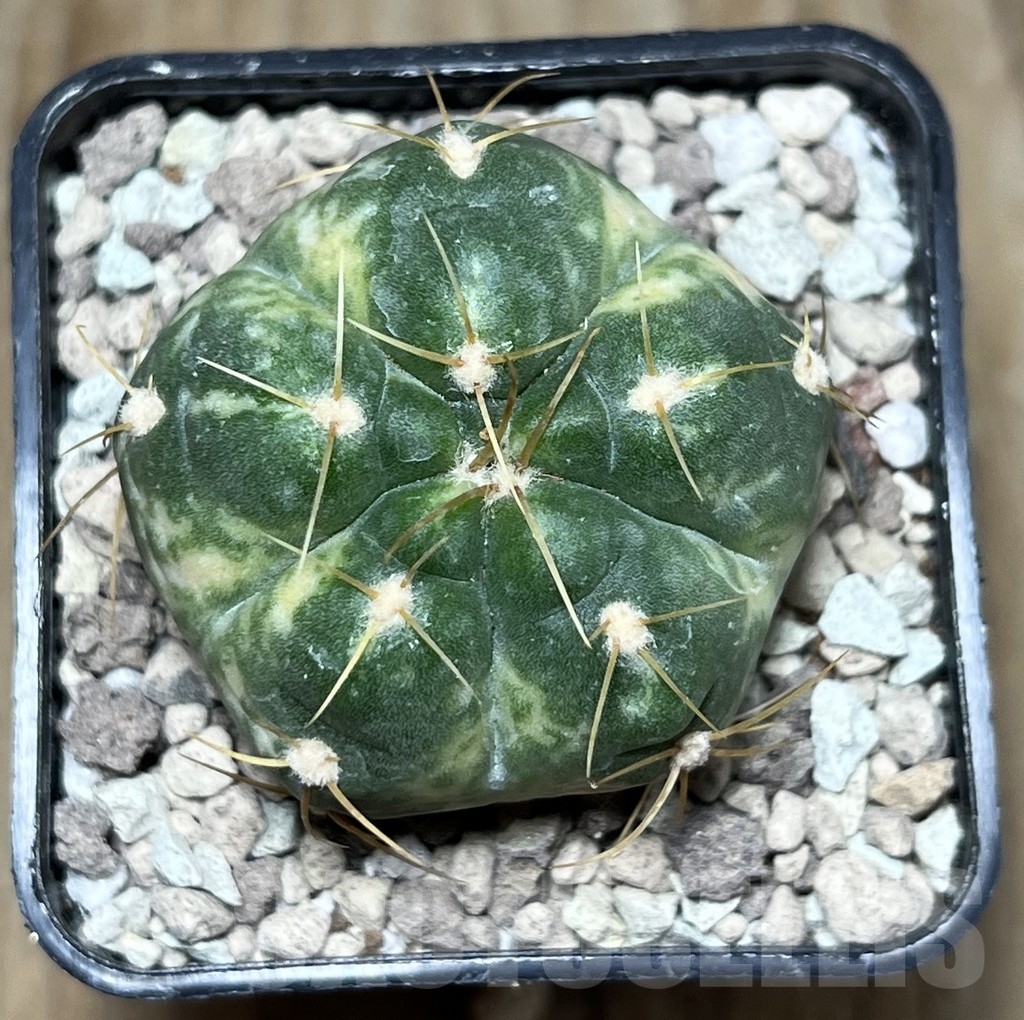 SHPR21951 Gymnocalycium horstii f. variegata - Image 2