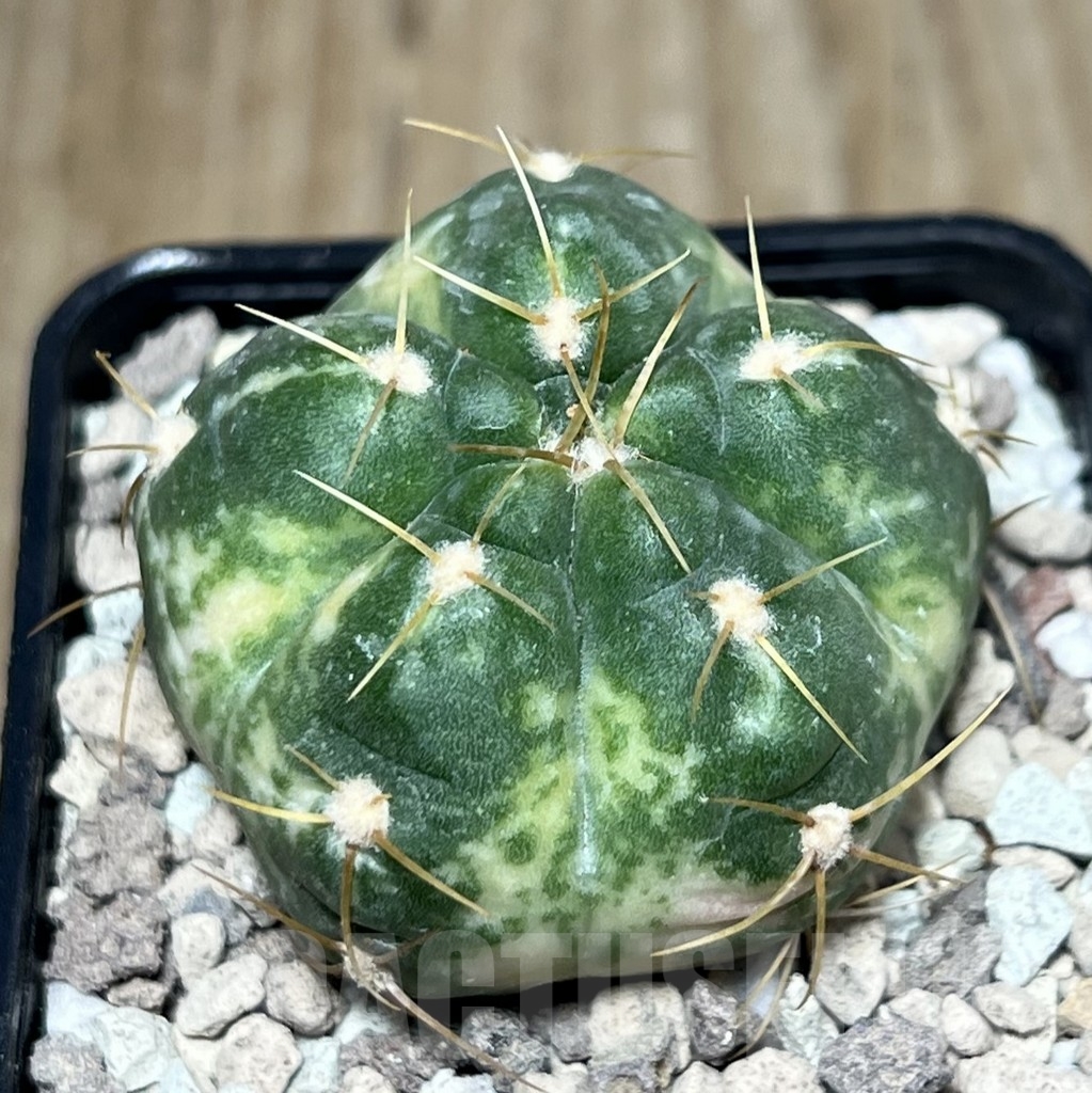 SHPR21951 Gymnocalycium horstii f. variegata