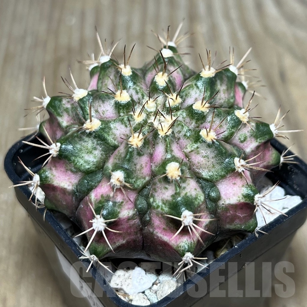 SHPR21952 Gymnocalycium mihanovichii ‘T-lux’, seedling
