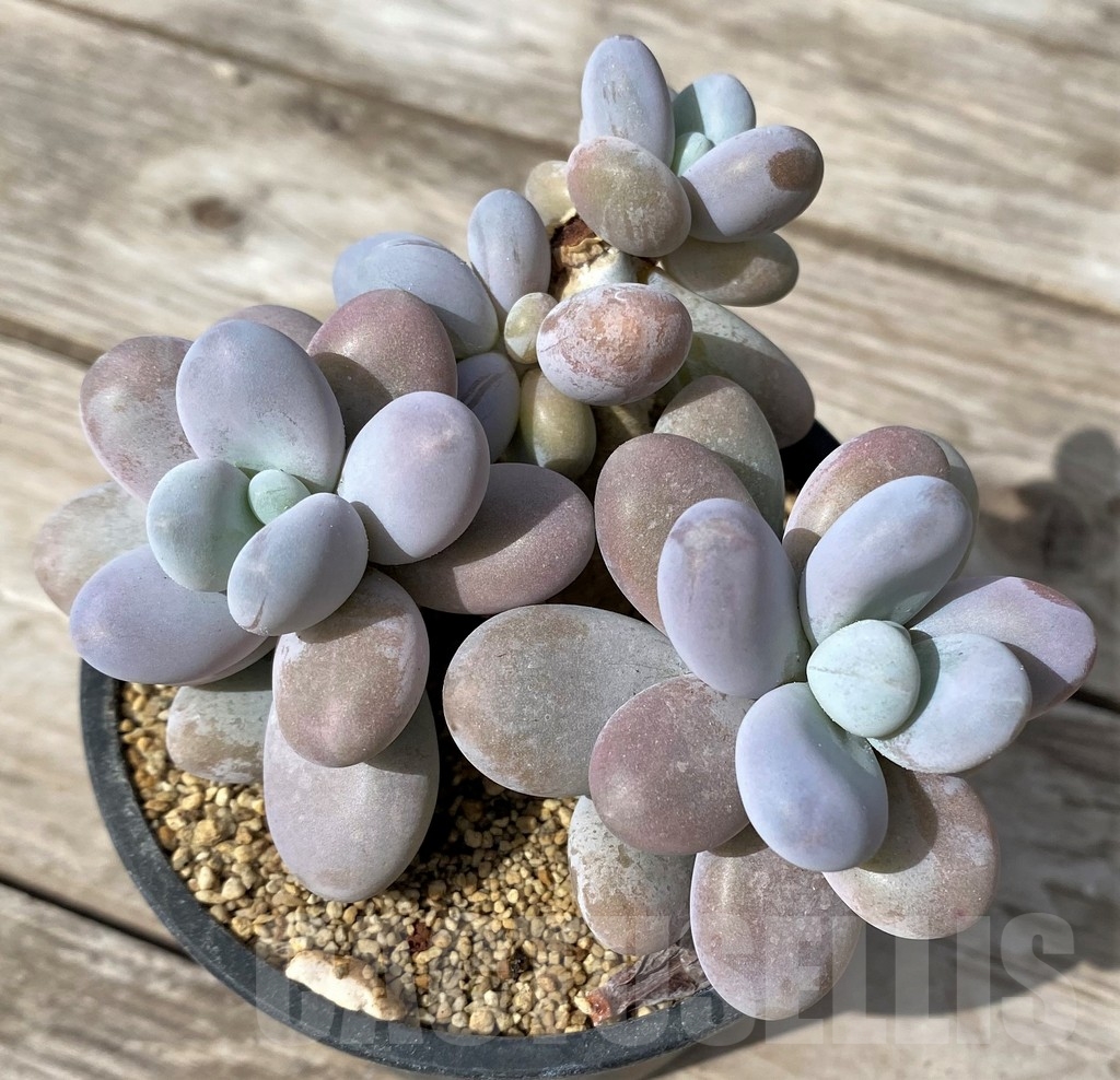 SHPR23086 Pachyphytum oviferum 'Cheese pretty' - Image 2