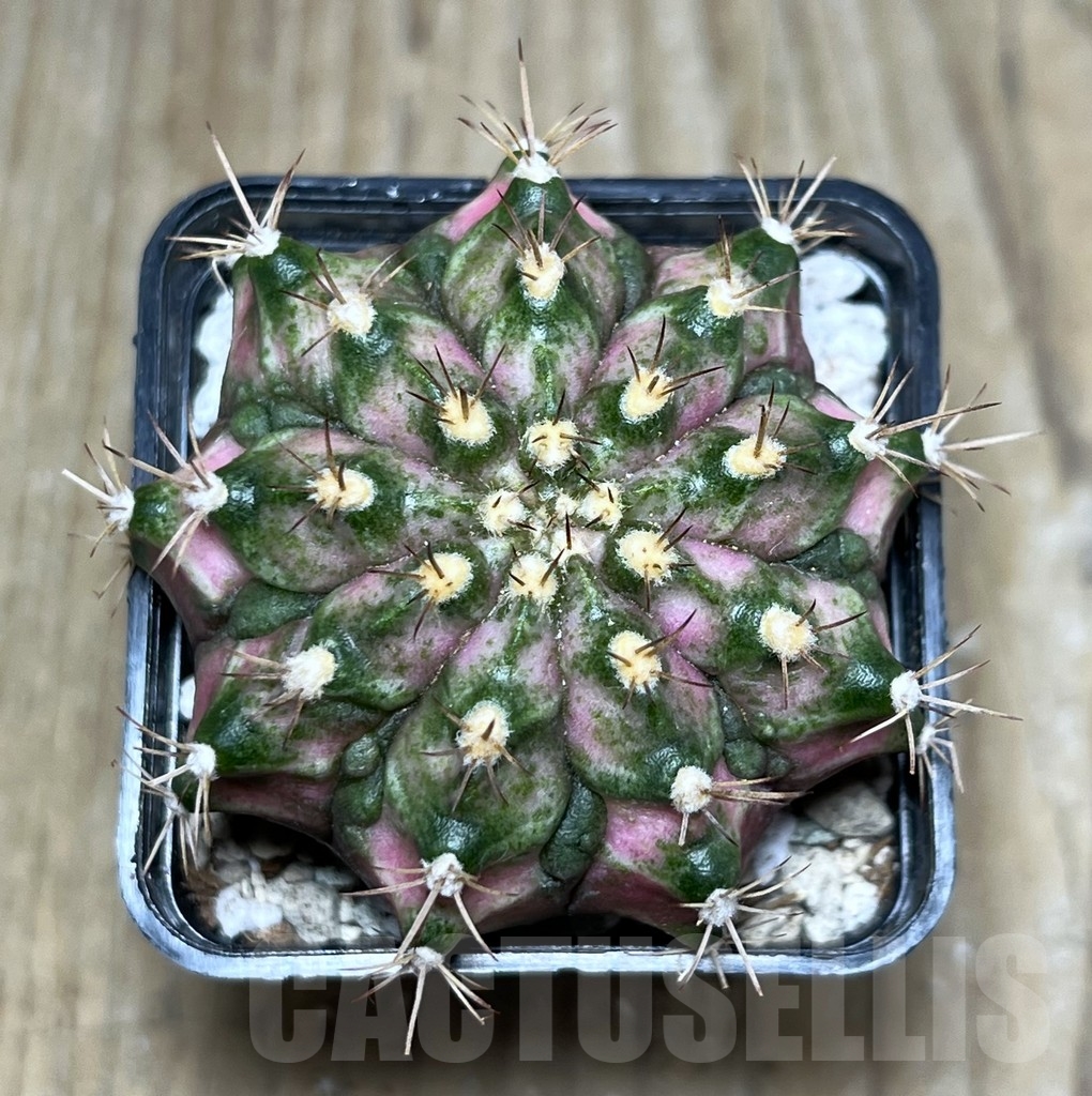 SHPR21952 Gymnocalycium mihanovichii ‘T-lux’, seedling - Image 2