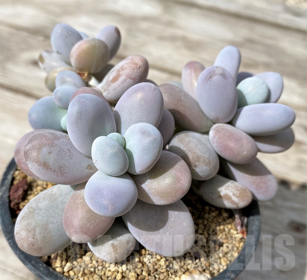 SHPR23086 Pachyphytum oviferum 'Cheese pretty' - Image 3