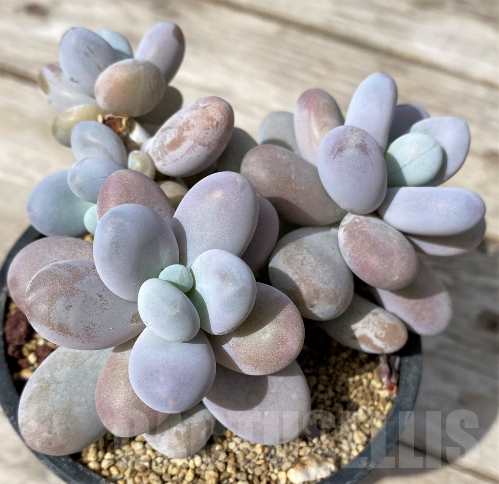 SHPR23086 Pachyphytum oviferum 'Cheese pretty'