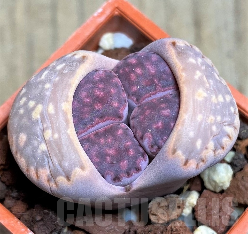 SHPR23168 Lithops salicola 'Bacchus' x julii