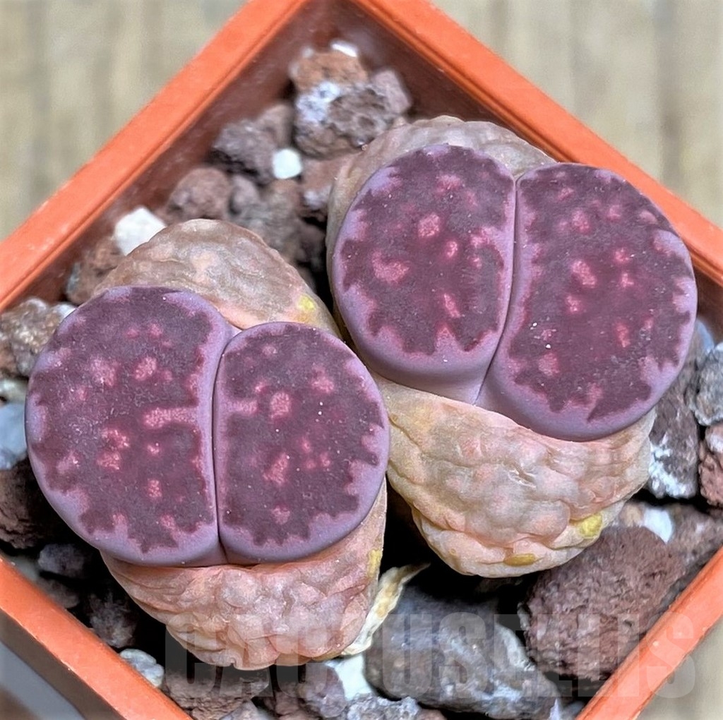 SHPR23169 Lithops salicola 'Bacchus' x julii