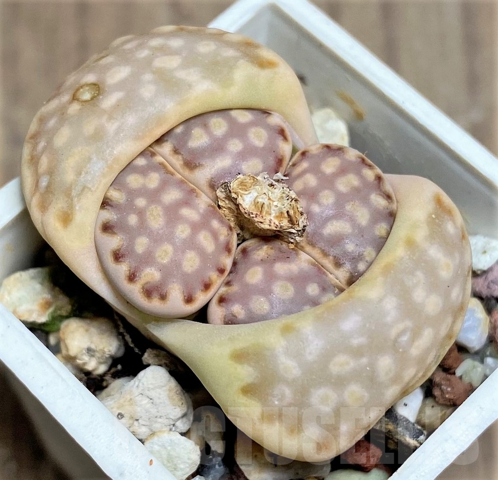 SHPR23170 Lithops julii v. fulleri