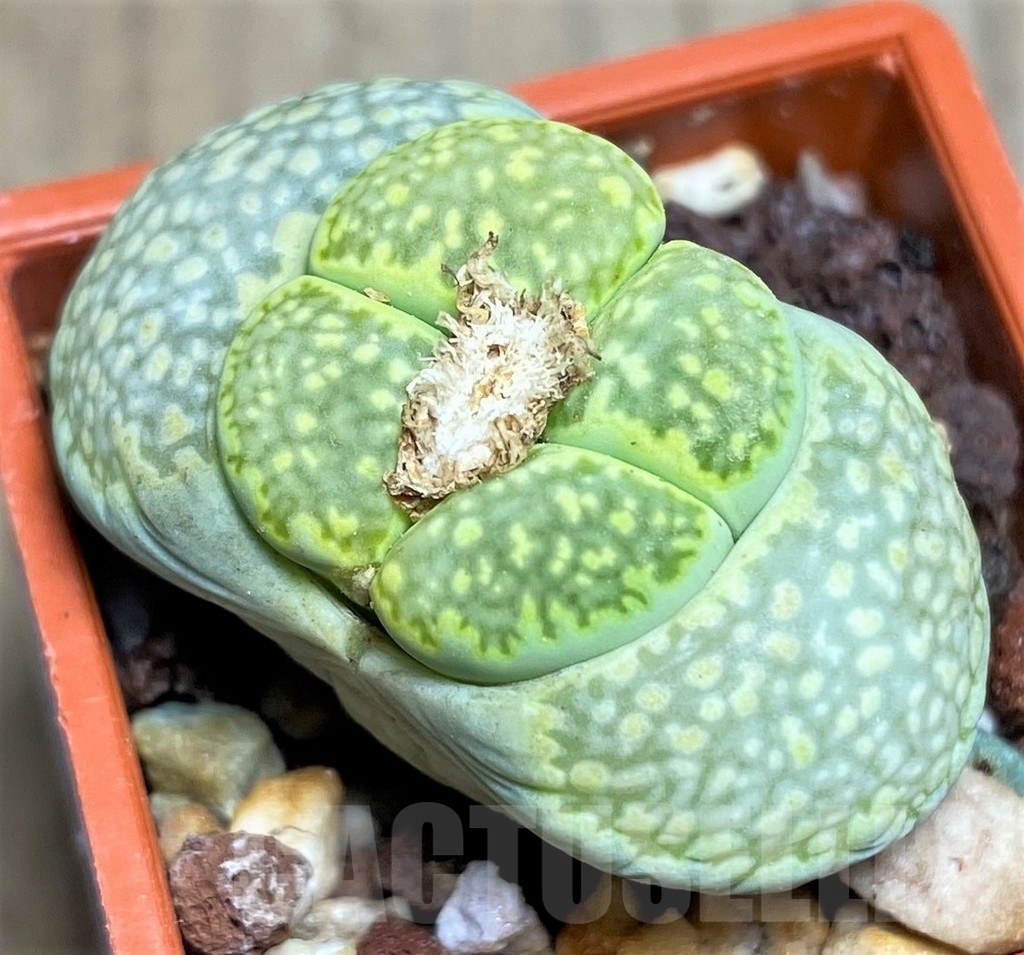 SHPR23171 Lithops salicola 'Malachite'