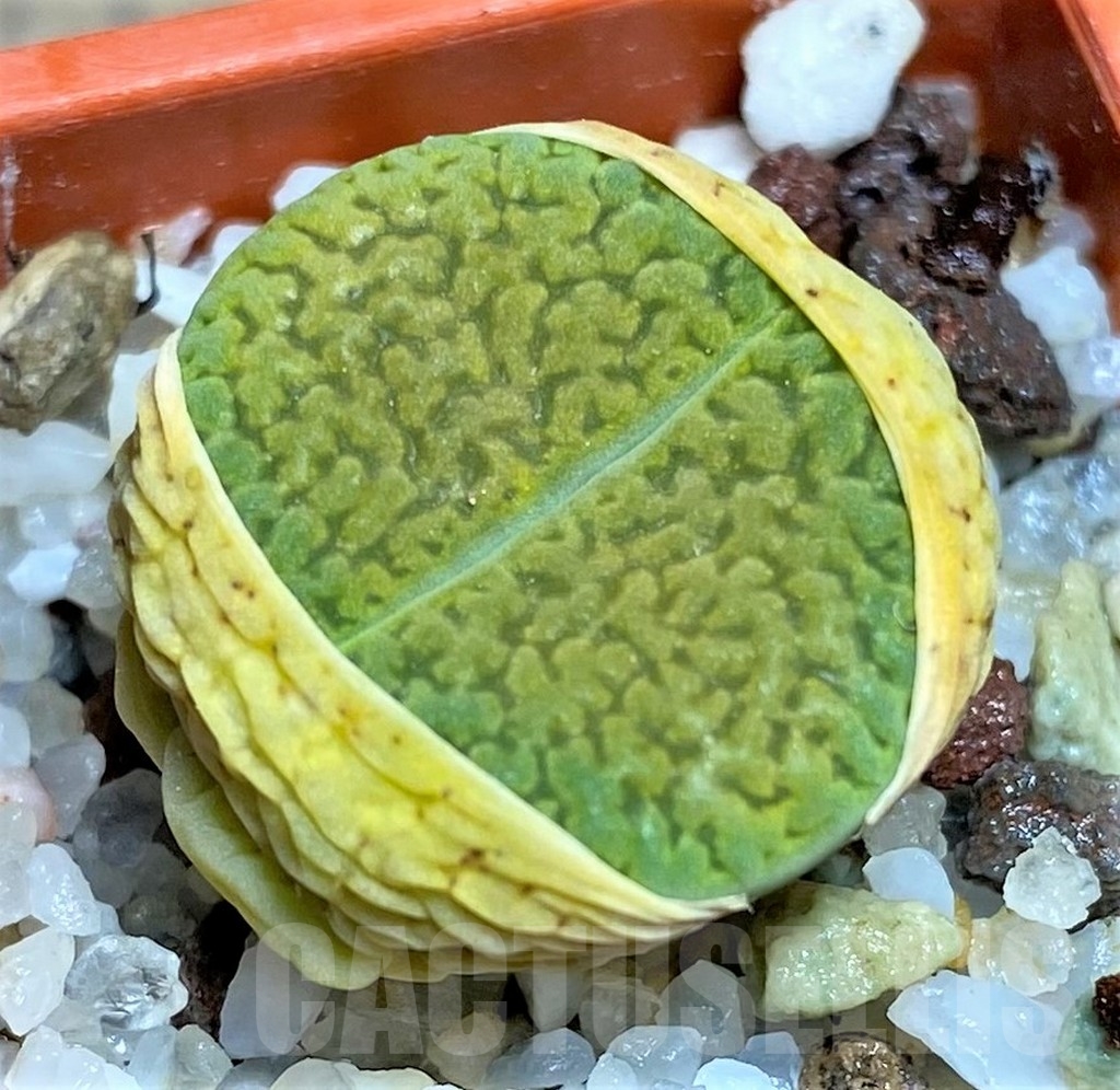 SHPR23177 Lithops hookeri v. dabneri 'Annarosa'