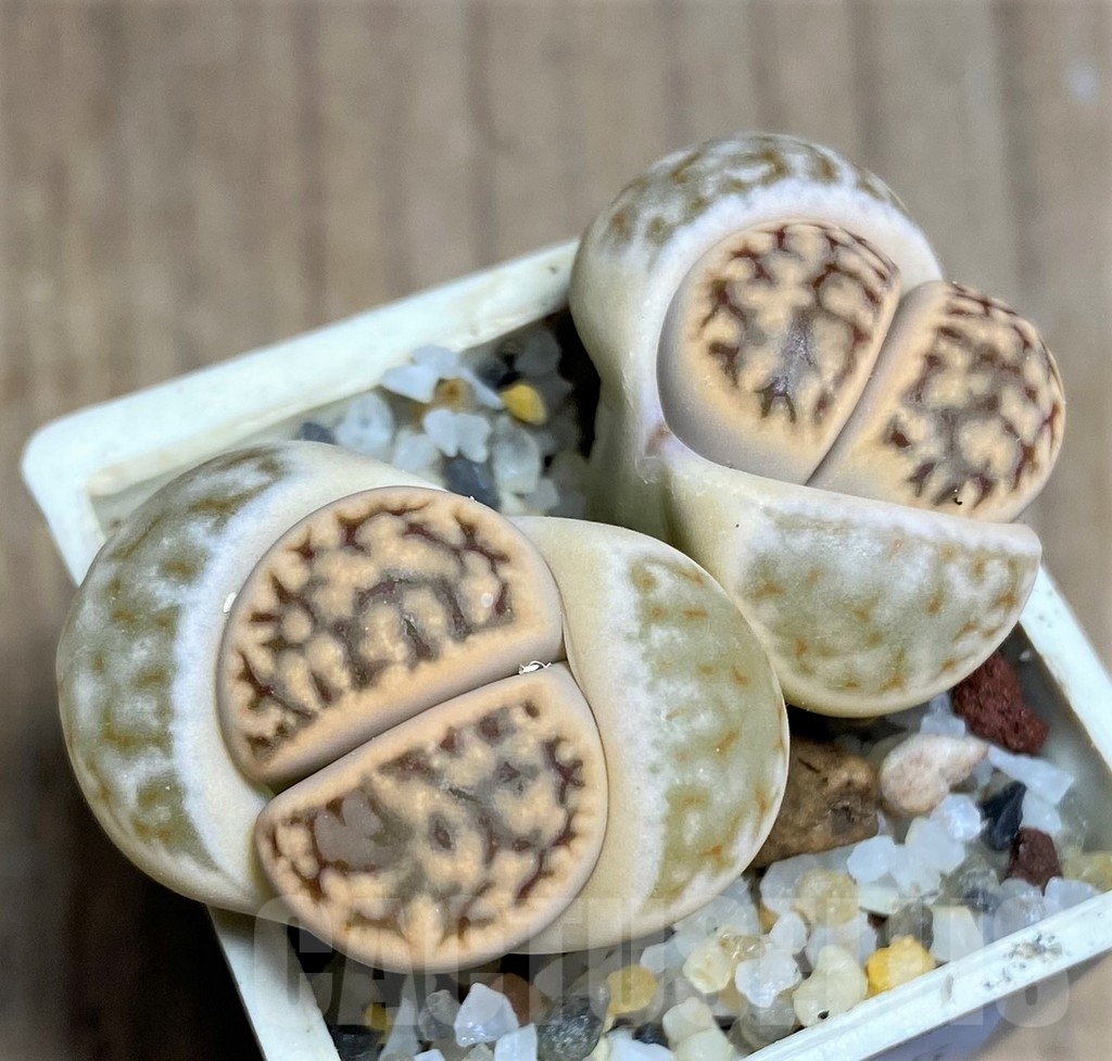 SHPR23185 Lithops karasmontana ssp. eberlanzii C 208