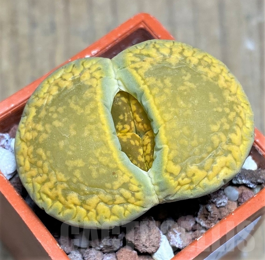 SHPR23189 Lithops aucampiae 'Jackson's Jade' C395