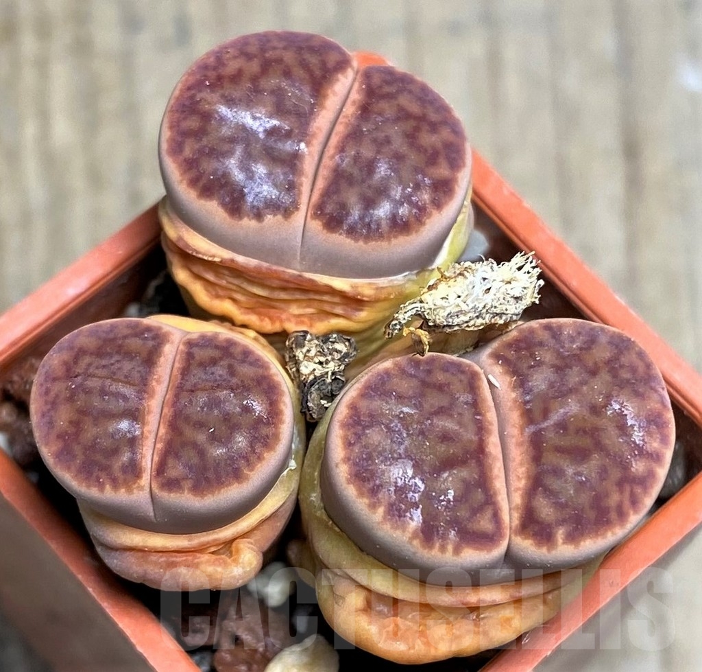 SHPR23190 Lithops bromfieldii