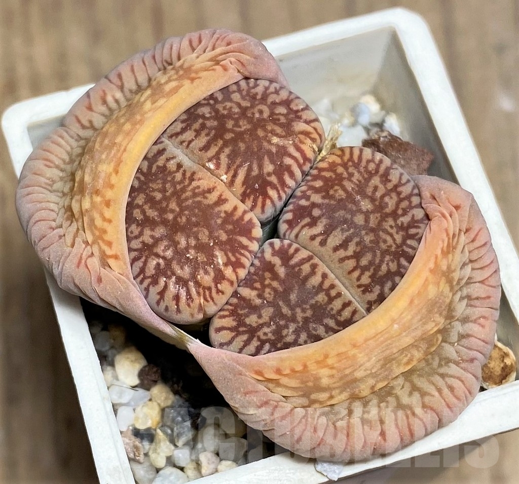 SHPR23191 Lithops aucampiae v. eunicea C 48