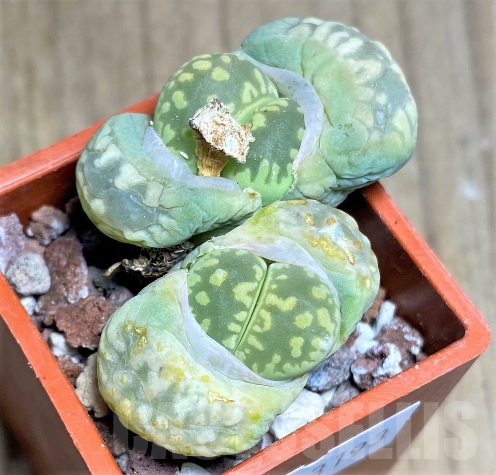 SHPR23193 Lithops otzeniana Select form